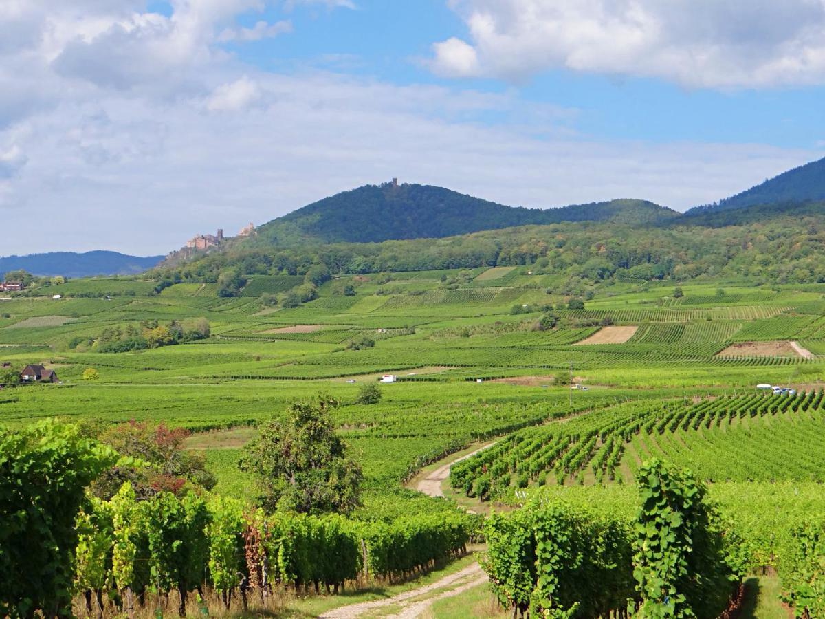 Au Coeur Des Vignes Apartment Bergheim Ngoại thất bức ảnh