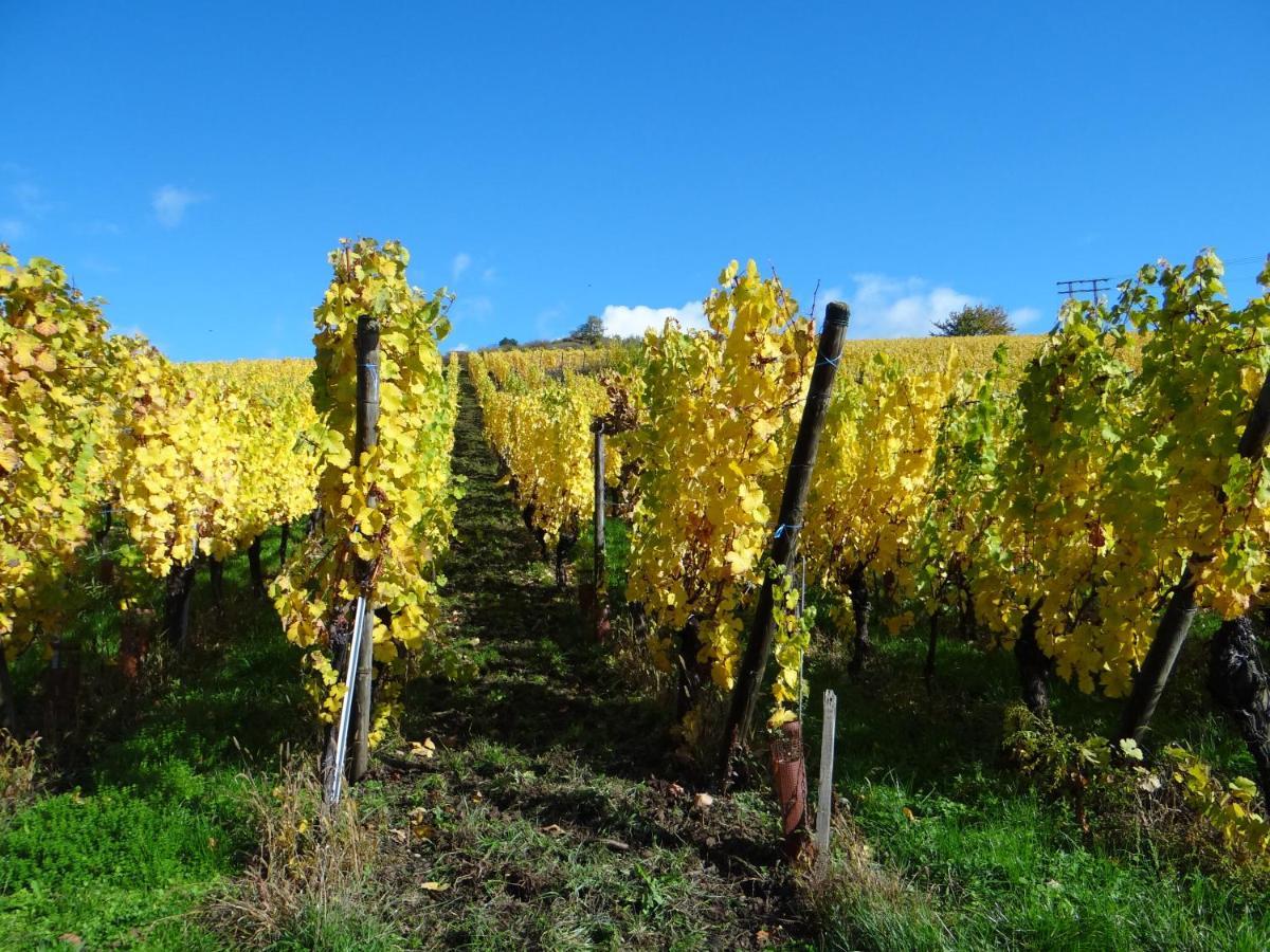 Au Coeur Des Vignes Apartment Bergheim Ngoại thất bức ảnh