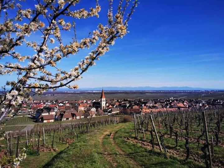 Au Coeur Des Vignes Apartment Bergheim Ngoại thất bức ảnh