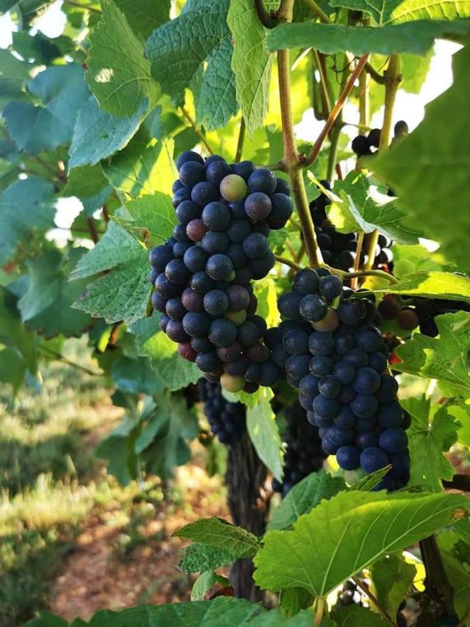 Au Coeur Des Vignes Apartment Bergheim Ngoại thất bức ảnh